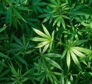 Konsum von Cannabis